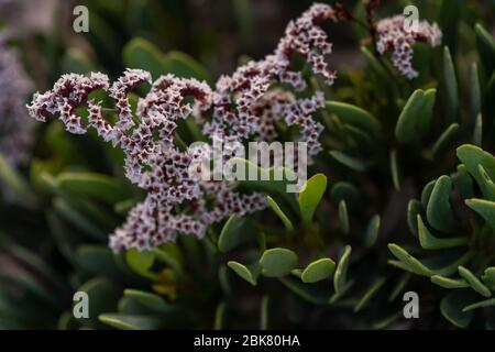 Sea Lavender an der Nordostküste von Katar Stockfoto