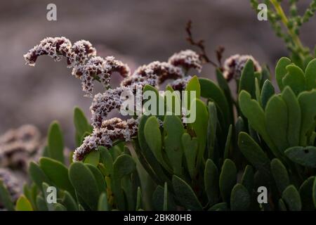 Sea Lavender an der Nordostküste von Katar Stockfoto