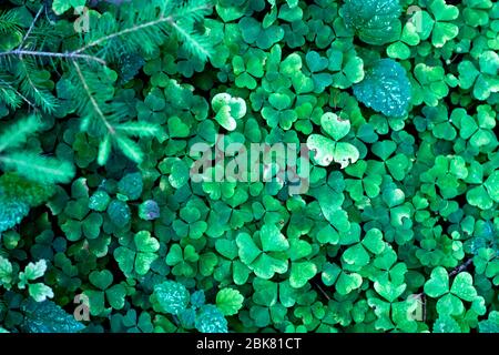 Grüne Holz-Sorrels als botanische Pflanze Hintergrund Stockfoto