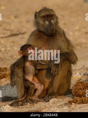 Baby Pavian und Mutter Stockfoto