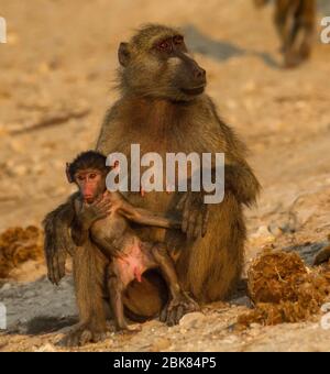 Baby Pavian und Mutter Stockfoto