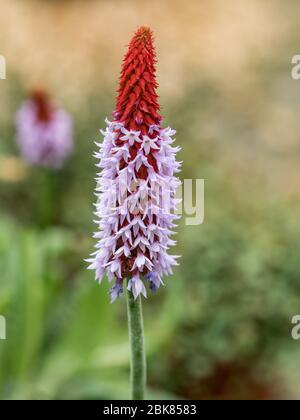 Primula vialii - Orchideenkerze - freistehend Stockfoto