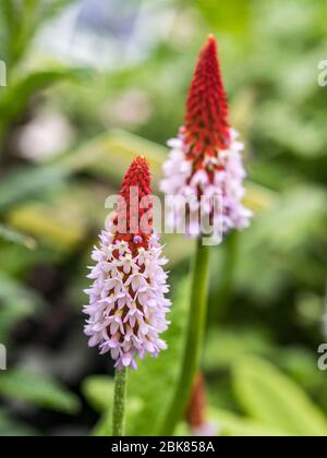 Primula vialii - Orchideenkerze - freistehend - Vordergrund fokussiert Stockfoto