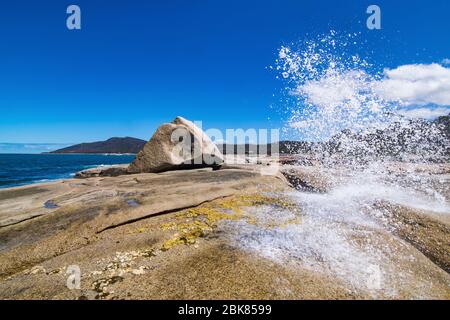 Das Bicheno-Blowhole in Aktion Stockfoto