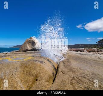 Das Bicheno-Blowhole in Aktion Stockfoto