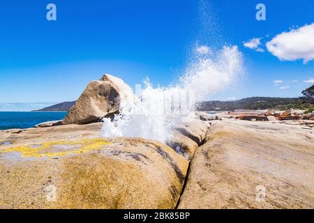 Das Bicheno-Blowhole in Aktion Stockfoto