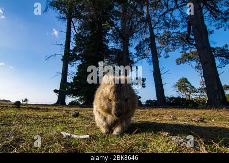 Wombat auf Maria Island, Tasmanien Stockfoto