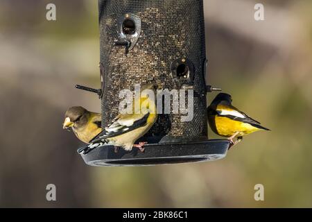 Evening grosbeaks, Coccothraustes vespertinus, auf einem Futterhäuschen im Sax-Zim Bog, Minnesota, USA Stockfoto