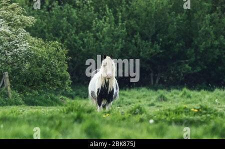 Pferd in einem Feld Stockfoto