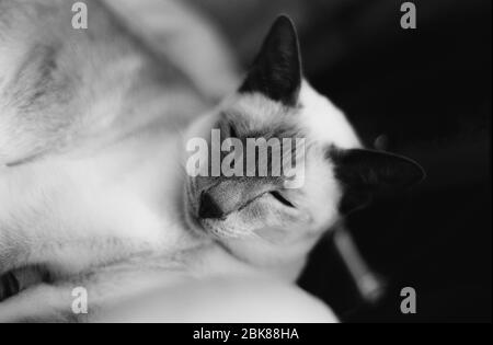 Nahaufnahme einer siamesischen Katze mit Fliederspitze, Großbritannien Stockfoto