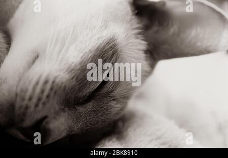 Nahaufnahme einer siamesischen Katze mit Fliederspitze, Großbritannien Stockfoto