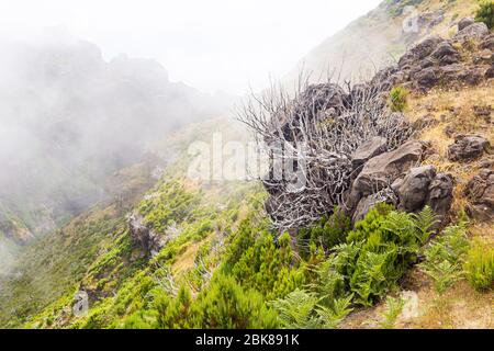 Blick vom Touristenpfad auf den Gipfel von Ruivo auf Madeira auf Vegetation und trockene Baumskelette in Nebelwolken. Stockfoto