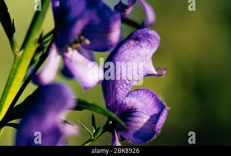 Acontium oder Wolfsbane oder Mönchshaube (Aconitum napellus), in einem britischen Garten Stockfoto