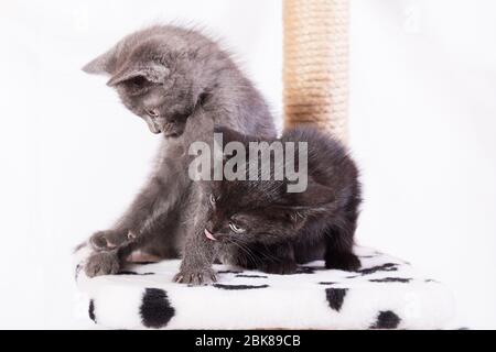 Zwei kleine lustige Kätzchen, grau und schwarz, sitzen auf dem Spielkomplex. Kätzchen klammerten sich aneinander. Stockfoto