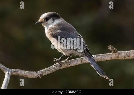 Graukäfer, Perisoreus canadensis, auf einem Ast in der Nähe einer Futterstation während der Nahrungssuche im Sax-Zim Bog, Minnesota, USA Stockfoto