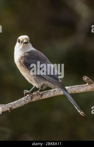 Graukäfer, Perisoreus canadensis, auf einem Ast in der Nähe einer Futterstation während der Nahrungssuche im Sax-Zim Bog, Minnesota, USA Stockfoto