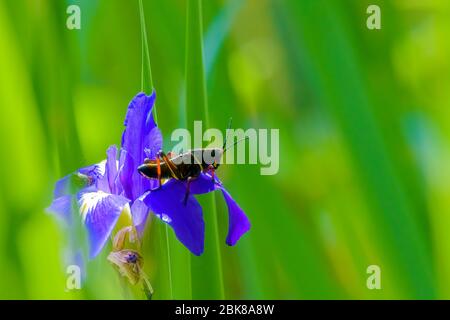 Schwarze Heuschrecke auf leuchtend violett blau und gelbe Lilie Blume Stockfoto