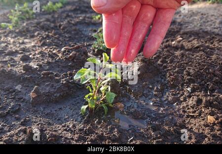 Pflege und Bewässerung für junge Pflanzen. Wasser tropft auf die Palme Wasser die grünen Blätter. Gartenarbeit. Stockfoto