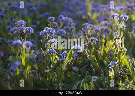 Alpine Vergissmeinnicht. Kleine blaue Blumen, die in einer wilden Wiese blühen. Typische ländliche Frühlingsszene. Stockfoto