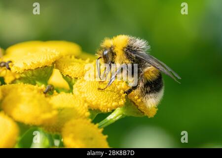 Eine Hummel sammelt Nahrung auf einer gelben Pflanze. Makroaufnahme Stockfoto