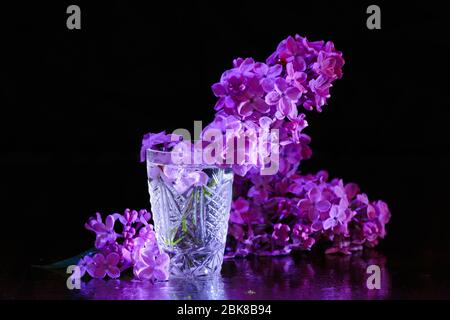 Fliederblumen bleiben im Glas mit Wasser auf schwarzem Hintergrund. Syringa vulgaris. Stockfoto