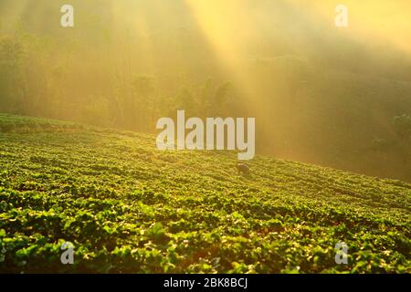 Nebliger Morgen im Erdbeergarten am Doi ang khang Berg, Chiangmai, Thailand Stockfoto