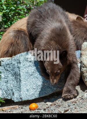 Ein amerikanisches Schwarzbär-Junge sucht und sucht auf einem Campingplatz in Lake George in Mammoth Lakes California nach Nahrung Stockfoto