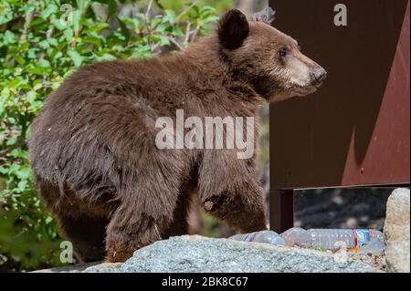 Ein amerikanisches Schwarzbär-Junge sucht und sucht auf einem Campingplatz in Lake George in Mammoth Lakes California nach Nahrung Stockfoto