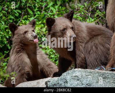 Zwei amerikanische Schwarzbären, die auf einem Campingplatz in Lake George, Mammoth Lakes, Kalifornien, nach Nahrung durchfchen Stockfoto