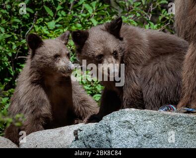 Zwei amerikanische Schwarzbären, die auf einem Campingplatz in Lake George, Mammoth Lakes, Kalifornien, nach Nahrung durchfchen Stockfoto