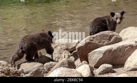 Zwei amerikanische Schwarzbären, die auf der Suche nach Nahrung am Ufer des Lake George in Mammoth Lakes California spazieren Stockfoto