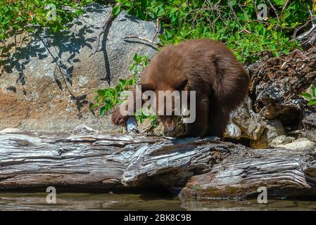 Ein amerikanisches Schwarzbär-Junge auf der Suche nach Nahrung am Ufer des Lake George in Mammoth Lakes, Kalifornien Stockfoto