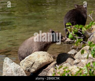 Zwei amerikanische Schwarzbären, die auf der Suche nach Nahrung am Ufer des Lake George in Mammoth Lakes California spazieren Stockfoto