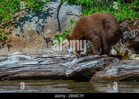 Ein amerikanisches Schwarzbär-Junge auf der Suche nach Nahrung am Ufer des Lake George in Mammoth Lakes, Kalifornien Stockfoto