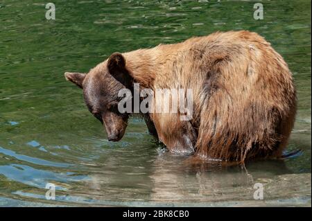 Eine Erwachsene amerikanische Schwarzbärerin, die nach Essen sucht und ein Bad am Lake George in Mammoth Lakes, Kalifornien, genießt Stockfoto