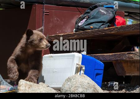 Ein amerikanisches Schwarzbär-Junge sucht und sucht auf einem Campingplatz in Lake George in Mammoth Lakes California nach Nahrung Stockfoto