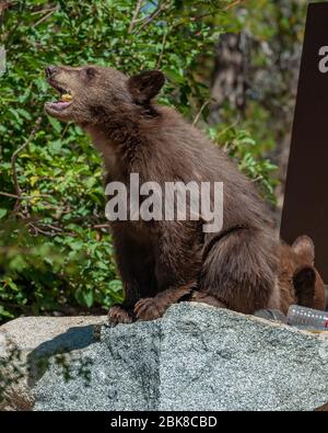 Ein amerikanischer Schwarzbär sucht, sucht und konsumiert auf einem Campingplatz in Lake George, was er aus Kühlboxen, Lebensmitteltaschen oder Tischen bekommt Stockfoto