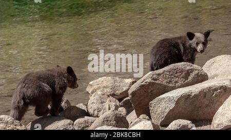 Zwei amerikanische Schwarzbären, die auf der Suche nach Nahrung am Ufer des Lake George in Mammoth Lakes California spazieren Stockfoto