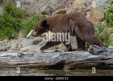 Ein amerikanisches Schwarzbär-Junge auf der Suche nach Nahrung am Ufer des Lake George in Mammoth Lakes, Kalifornien Stockfoto