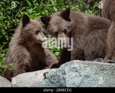 Zwei amerikanische Schwarzbären, die auf einem Campingplatz in Lake George, Mammoth Lakes, Kalifornien, nach Nahrung durchfchen Stockfoto