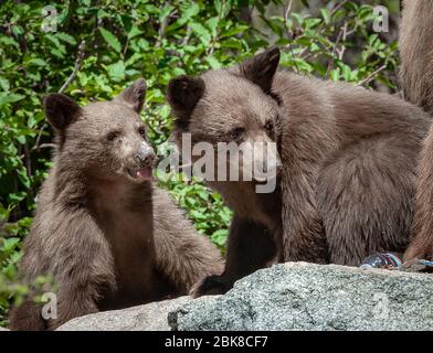 Zwei amerikanische Schwarzbären, die auf einem Campingplatz in Lake George, Mammoth Lakes, Kalifornien, nach Nahrung durchfchen Stockfoto