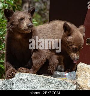 Zwei amerikanische Schwarzbären, die auf einem Campingplatz in Lake George, Mammoth Lakes, Kalifornien, nach Nahrung durchfchen Stockfoto