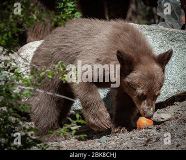 Ein amerikanischer Schwarzbär sucht, sucht und konsumiert auf einem Campingplatz in Lake George, was er aus Kühlboxen, Lebensmitteltaschen oder Tischen bekommt Stockfoto