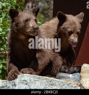 Zwei amerikanische Schwarzbären, die auf einem Campingplatz in Lake George, Mammoth Lakes, Kalifornien, nach Nahrung durchfchen Stockfoto