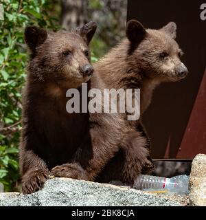 Zwei amerikanische Schwarzbären, die auf einem Campingplatz in Lake George, Mammoth Lakes, Kalifornien, nach Nahrung durchfchen Stockfoto