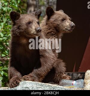 Zwei amerikanische Schwarzbären, die auf einem Campingplatz in Lake George, Mammoth Lakes, Kalifornien, nach Nahrung durchfchen Stockfoto