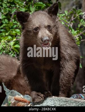 Ein amerikanischer Schwarzbär sucht, sucht und konsumiert auf einem Campingplatz in Lake George, was er aus Kühlboxen, Lebensmitteltaschen oder Tischen bekommt Stockfoto