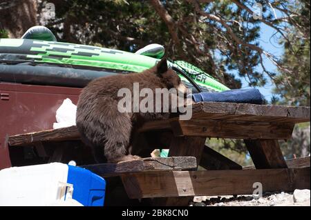 Ein amerikanisches Schwarzbär-Junge sucht und sucht auf einem Campingplatz in Lake George in Mammoth Lakes California nach Nahrung Stockfoto