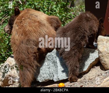 Eine Erwachsene amerikanische Schwarzbärin mit ihren Jungen, die auf einem Campingplatz in Lake George, Mammoth Lakes, Kalifornien, nach Essen suchen und suchen Stockfoto