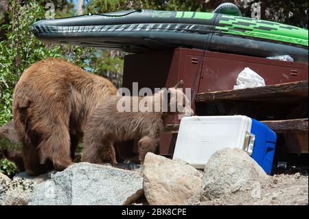 Ein amerikanisches Schwarzbär-Junge sucht und sucht auf einem Campingplatz in Lake George in Mammoth Lakes California nach Nahrung Stockfoto